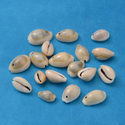 Perles Cauris percées environ 13 à 16mm (X10) 